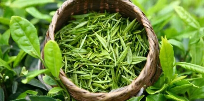 Antioxidants Green Tea Leaves