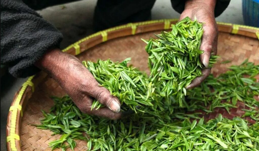 Green-Tea-FAQs-Everything-You-Need-To-Know-Leaves.jpg