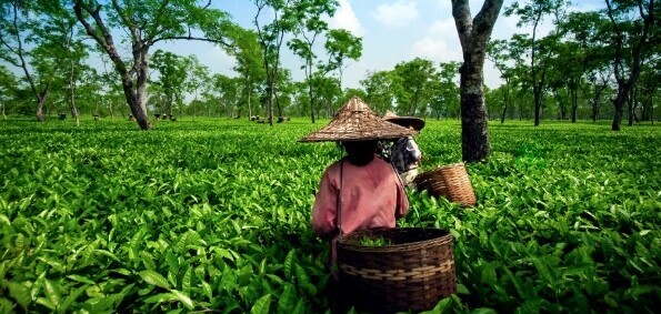 green tea India tea fields